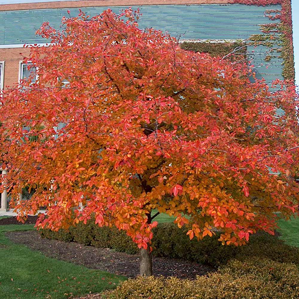 Wildfire Black Gum Tree 4 Wildfire Black Gum Tree