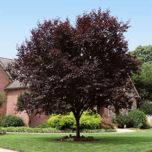 Newport Flowering Plum Tree