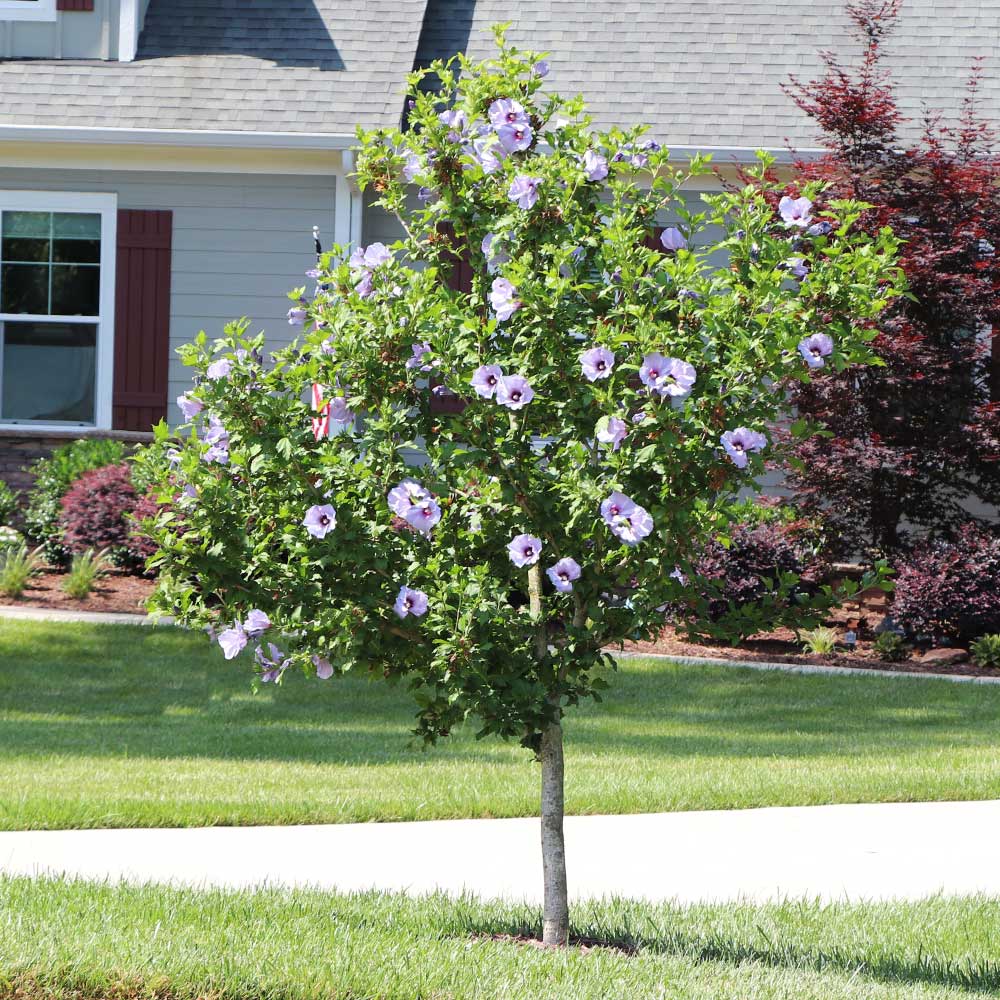 Azurri Blue Satin® Rose of Sharon Althea Tree 2 Azurri Blue Satin® Rose of Sharon Althea Tree