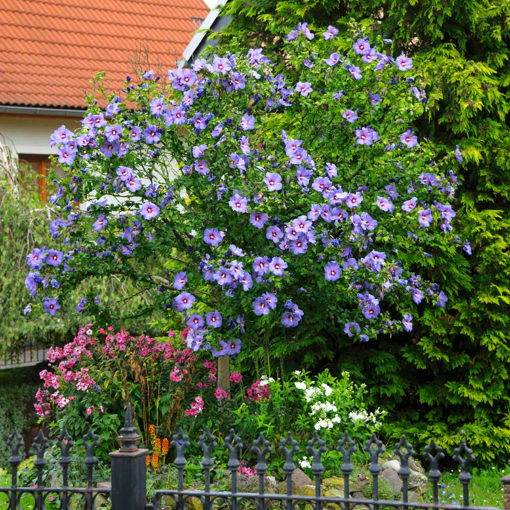 Azurri Blue Satin® Rose of Sharon Althea Tree 3 Azurri Blue Satin® Rose of Sharon Althea Tree