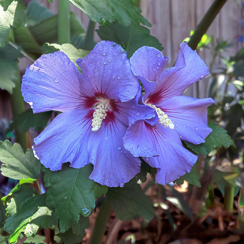 Azurri Blue Satin® Rose of Sharon Althea Tree 4 Azurri Blue Satin® Rose of Sharon Althea Tree