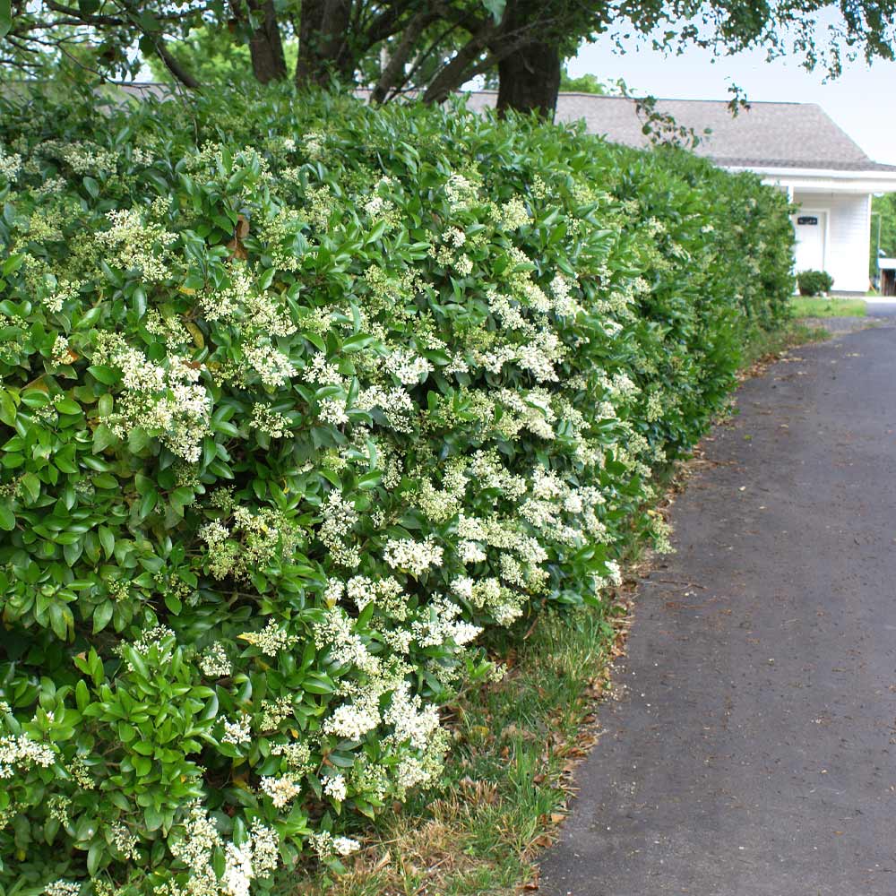 Waxleaf Privet Shrub 2 Waxleaf Privet Shrub