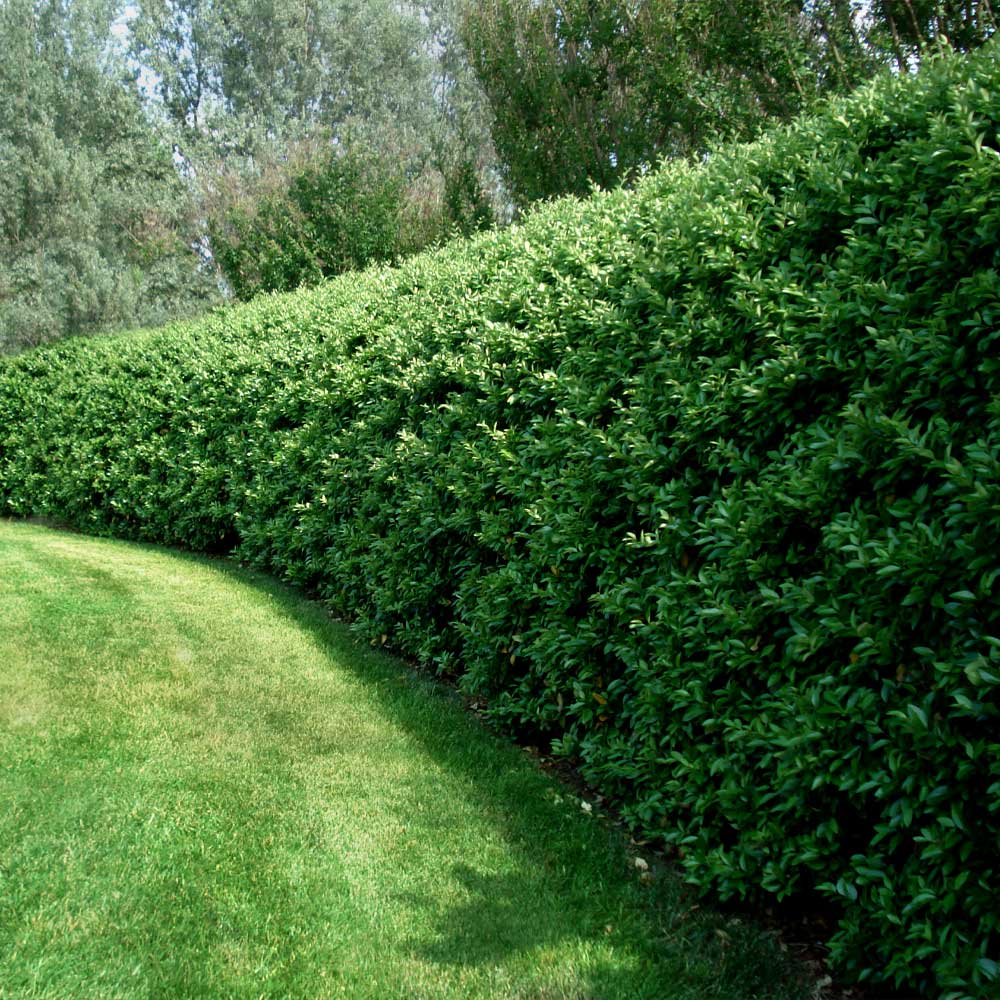 Waxleaf Privet Shrub 3 Waxleaf Privet Shrub