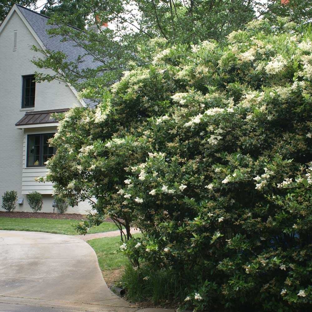 Waxleaf Privet Shrub 4 Waxleaf Privet Shrub
