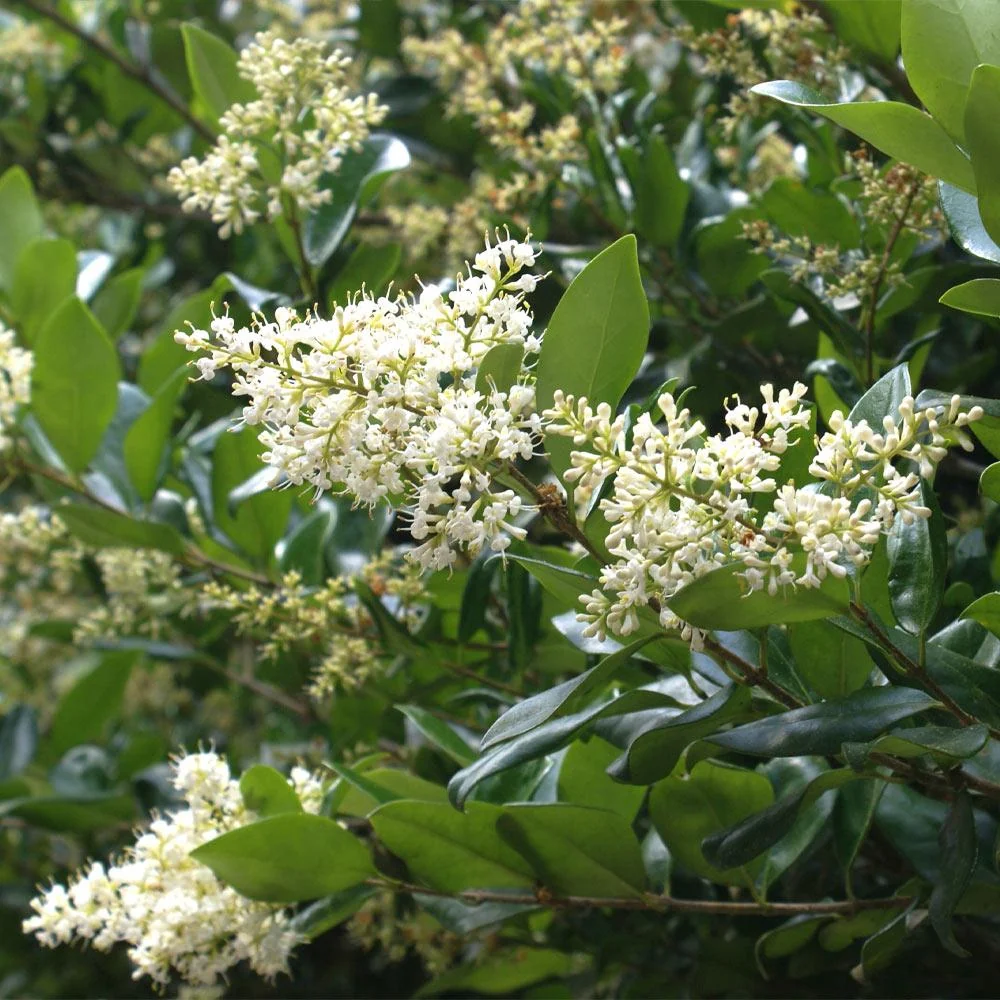Waxleaf Privet Shrub 5 Waxleaf Privet Shrub