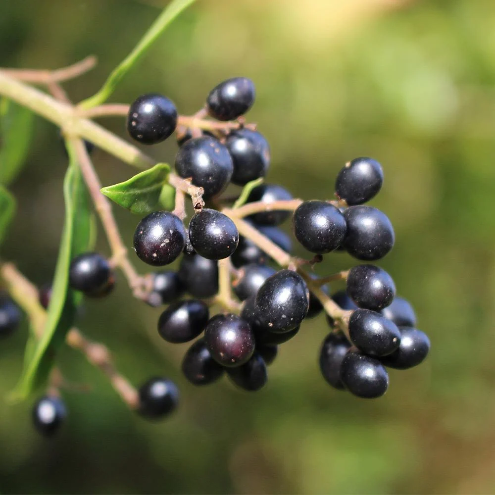 Waxleaf Privet Shrub 6 Waxleaf Privet Shrub