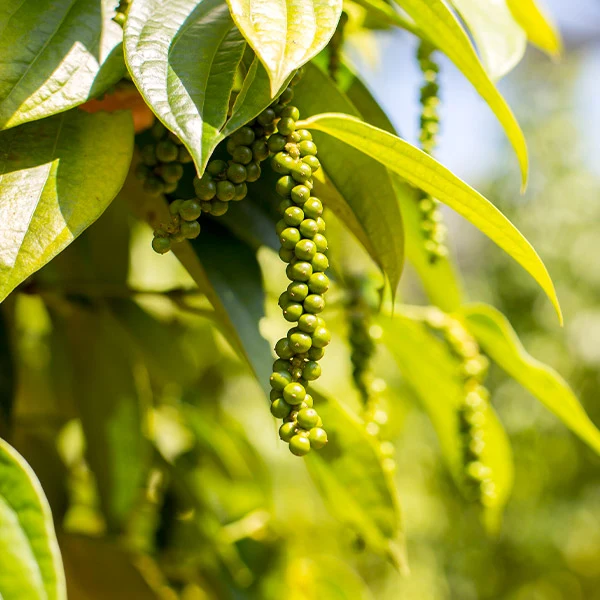 Black Pepper Plant 1 Black Pepper Plant