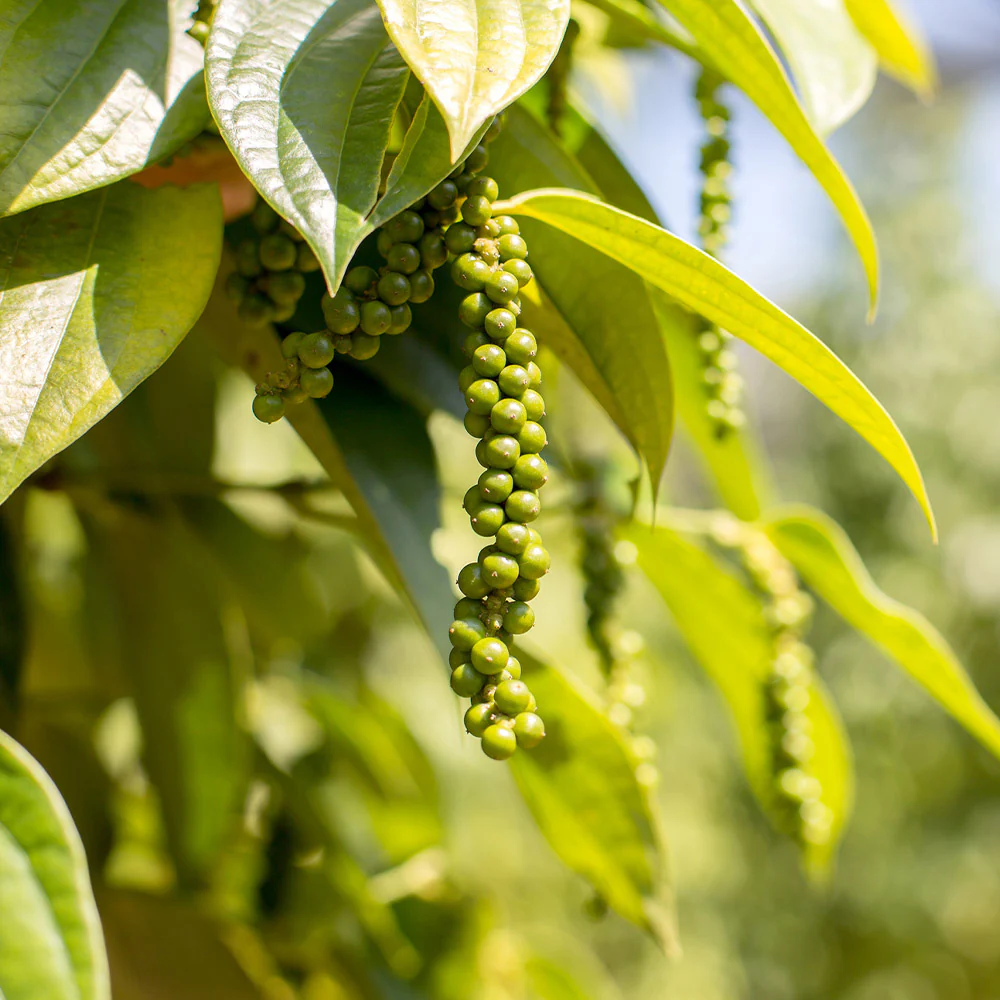 Black Pepper Plant 2 Black Pepper Plant