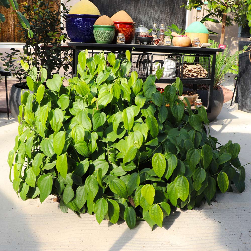 Black Pepper Plant 3 Black Pepper Plant