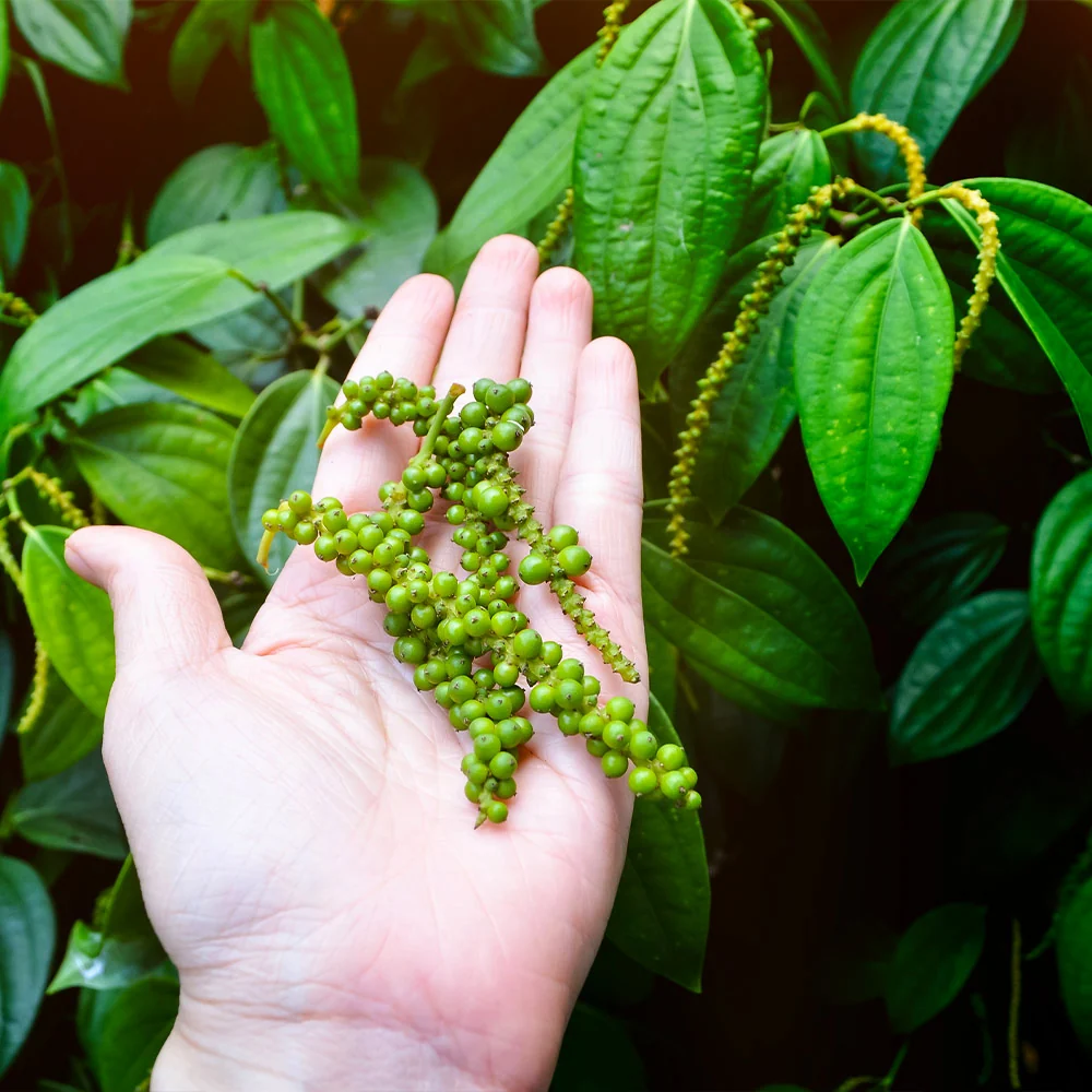 Black Pepper Plant 6 Black Pepper Plant