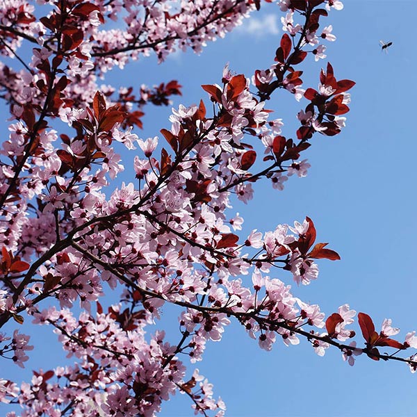 KV' Flowering Plum Tree 1 KV' Flowering Plum Tree