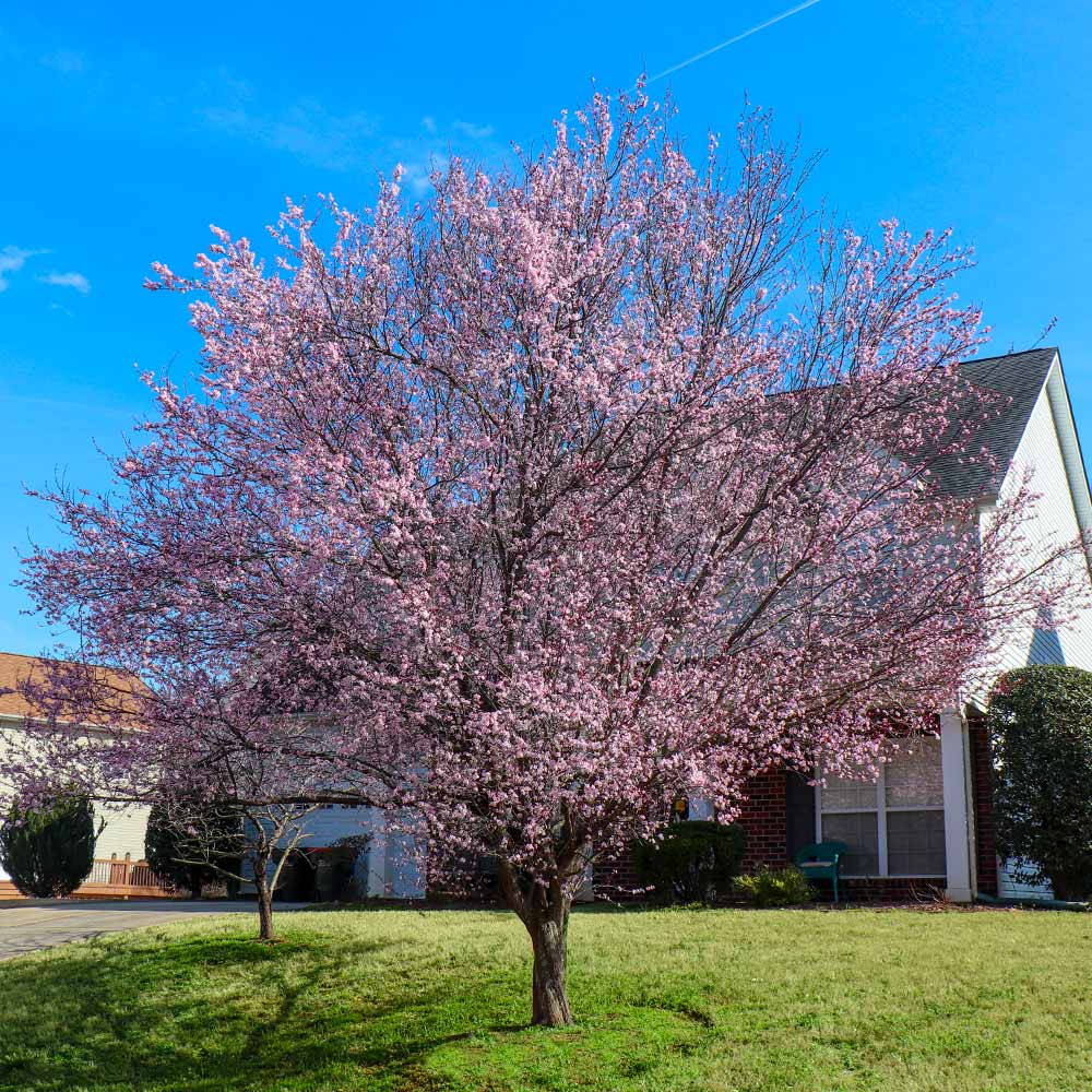 KV' Flowering Plum Tree 3 KV' Flowering Plum Tree