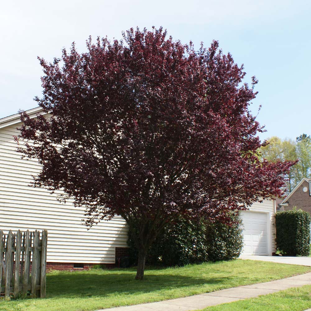 KV' Flowering Plum Tree 4 KV' Flowering Plum Tree