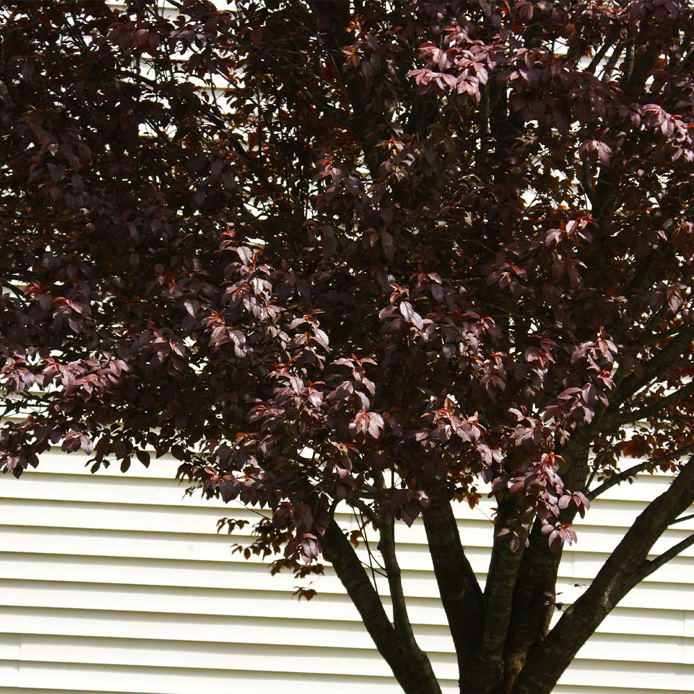KV' Flowering Plum Tree 5 KV' Flowering Plum Tree