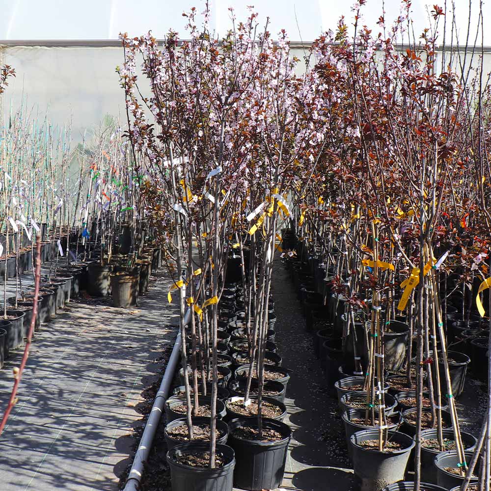 KV' Flowering Plum Tree 7 KV' Flowering Plum Tree