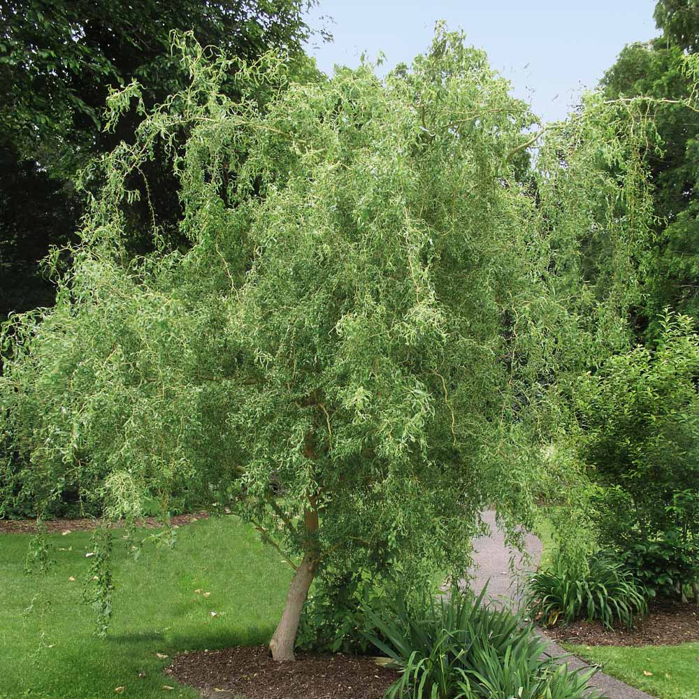 Corkscrew Willow Tree 2 Corkscrew Willow Tree