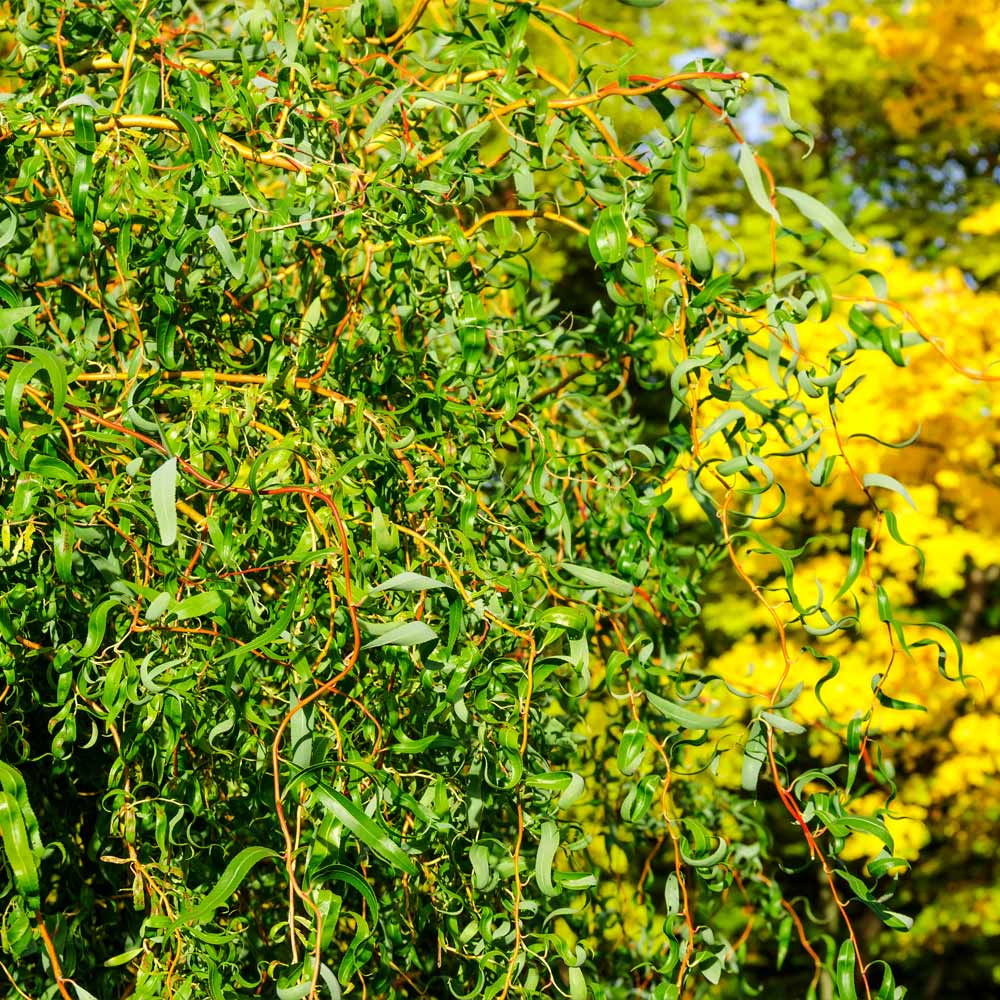 Corkscrew Willow Tree 4 Corkscrew Willow Tree