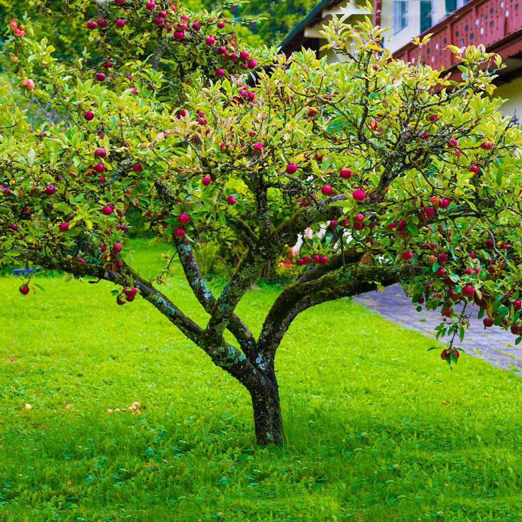 Fuji Apple Tree 3 Fuji Apple Tree