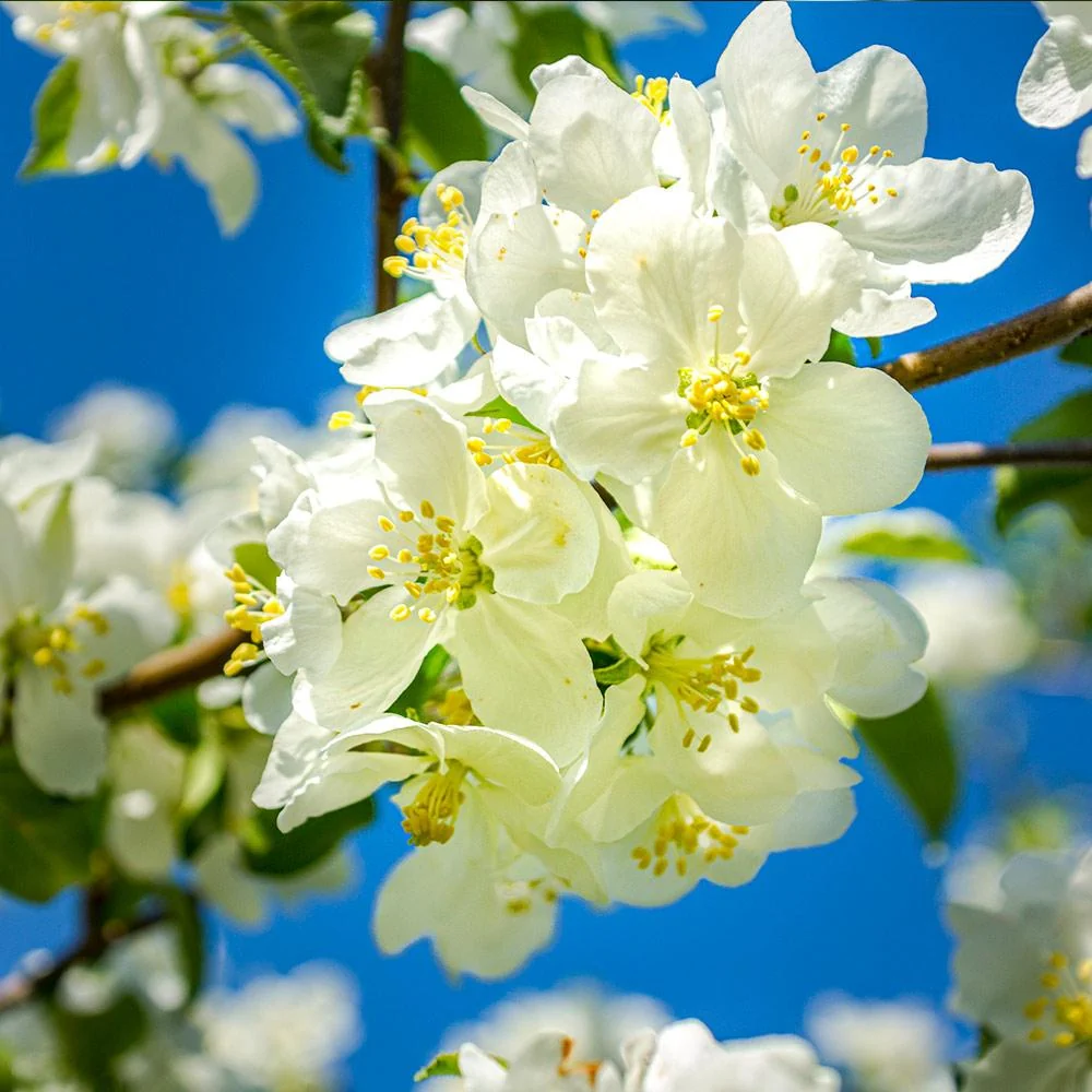 Fuji Apple Tree 5 Fuji Apple Tree