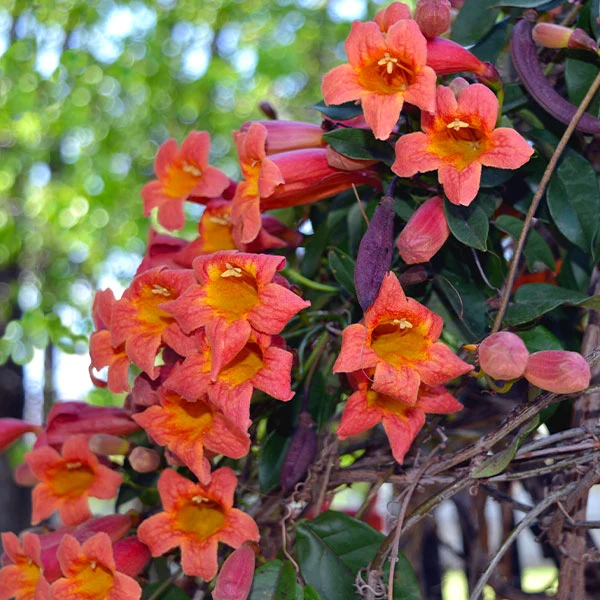 Tangerine Beauty Crossvine 1 Tangerine Beauty Crossvine