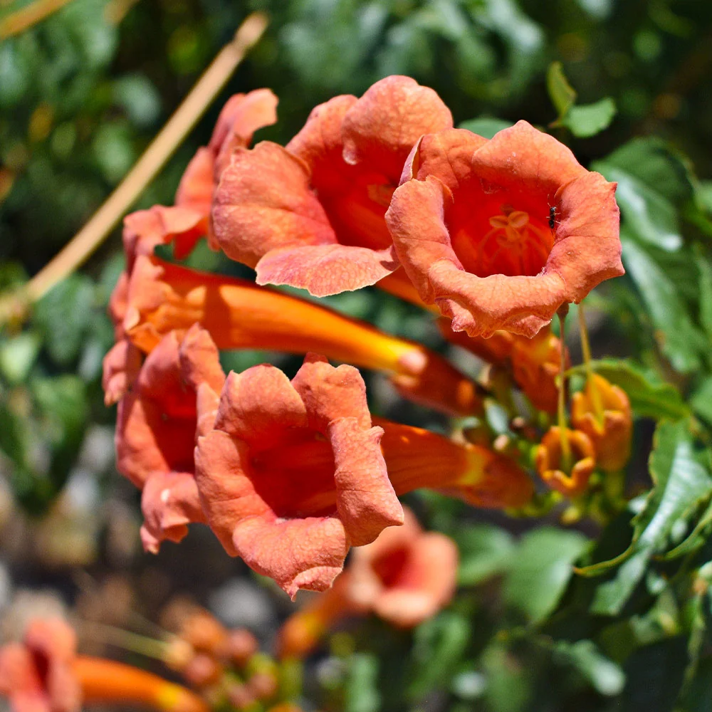 Tangerine Beauty Crossvine 3 Tangerine Beauty Crossvine