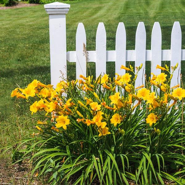 Stella D'Oro Daylily Plant 1 Stella D'Oro Daylily Plant