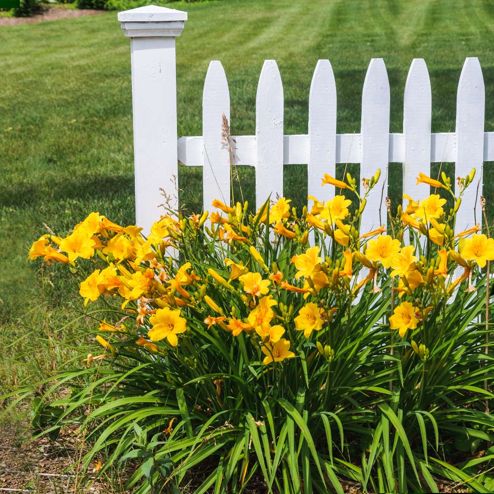 Stella D'Oro Daylily Plant 2 Stella D'Oro Daylily Plant