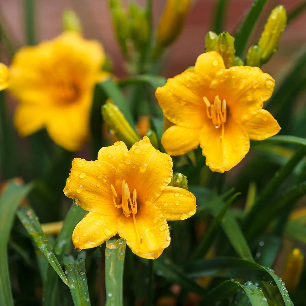 Stella D'Oro Daylily Plant 3 Stella D'Oro Daylily Plant