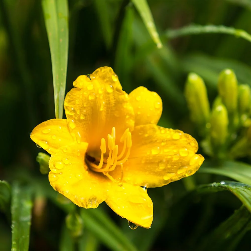 Stella D'Oro Daylily Plant 4 Stella D'Oro Daylily Plant