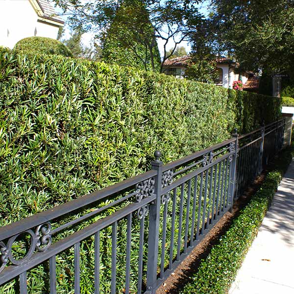 Podocarpus Shrub 1 Podocarpus Shrub