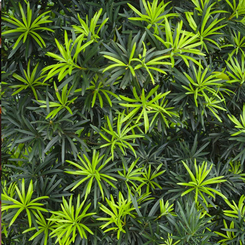 Podocarpus Shrub 3 Podocarpus Shrub