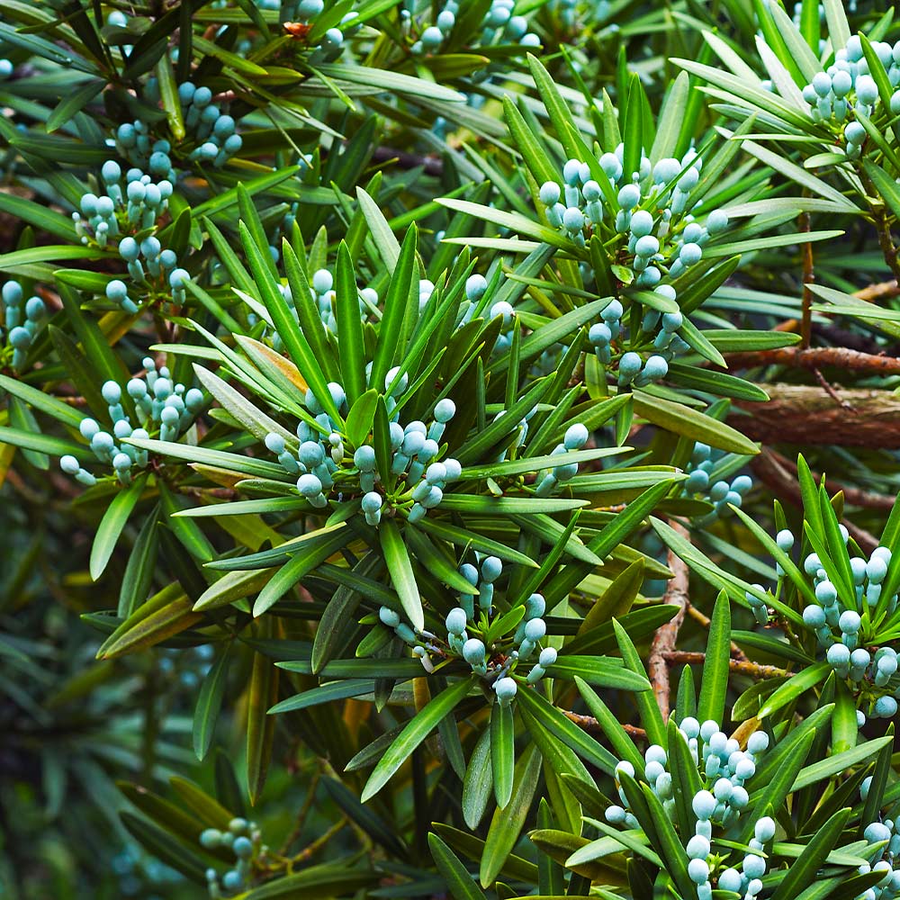 Podocarpus Shrub 5 Podocarpus Shrub