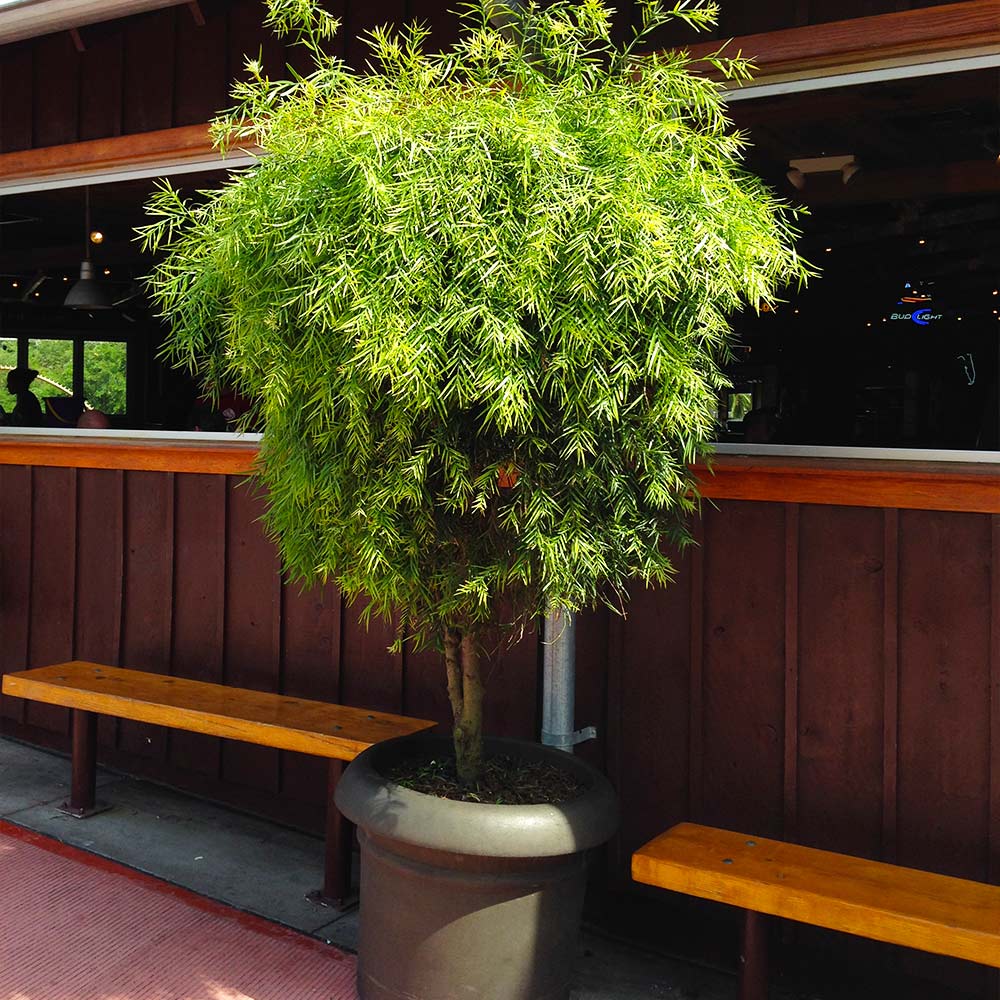 Podocarpus Shrub 6 Podocarpus Shrub