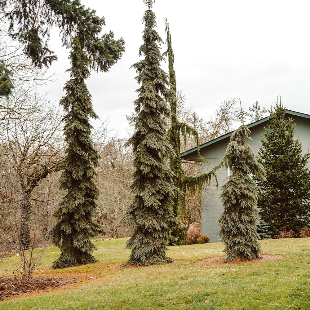 Weeping White Spruce Tree 3 Weeping White Spruce Tree