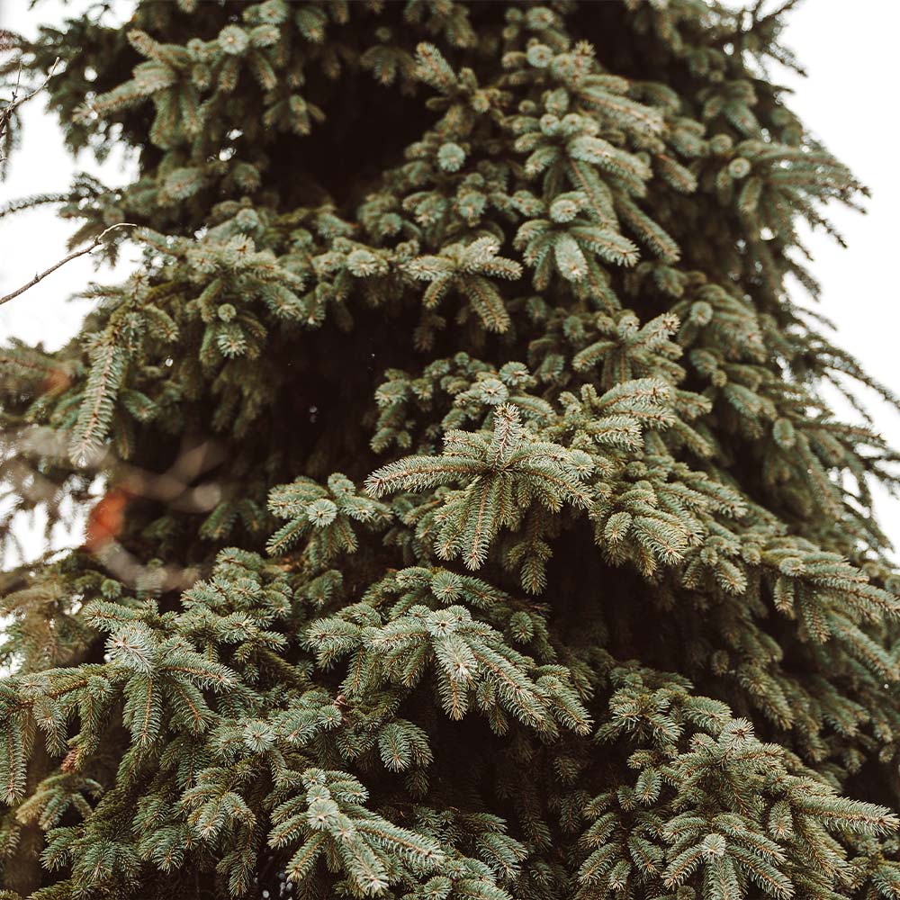 Weeping White Spruce Tree 4 Weeping White Spruce Tree