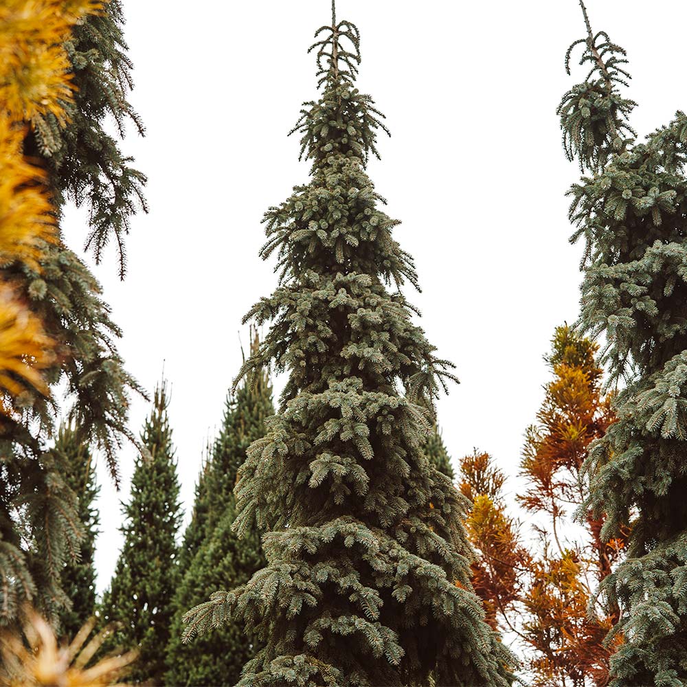 Weeping White Spruce Tree 6 Weeping White Spruce Tree