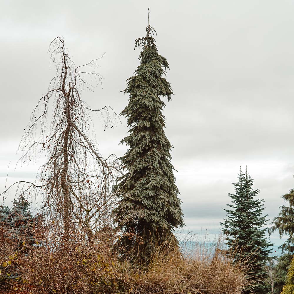 Weeping White Spruce Tree 7 Weeping White Spruce Tree