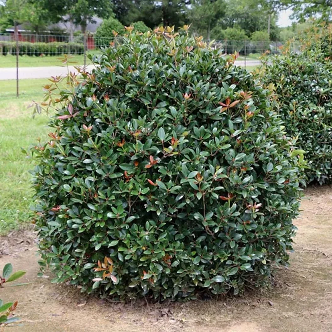Cleyera Japonica Shrub