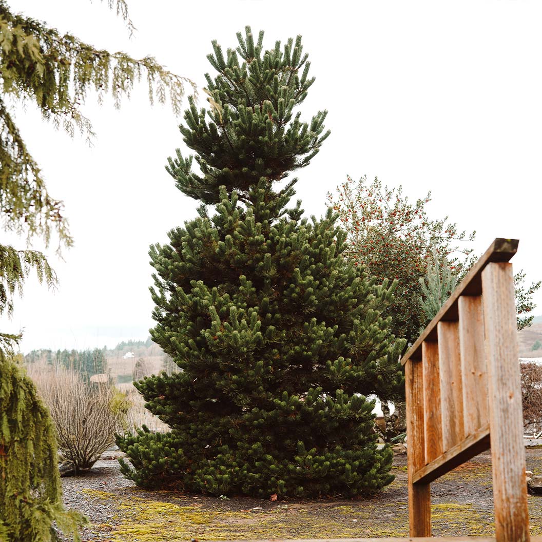 Winter Jade Austrian Pine Tree