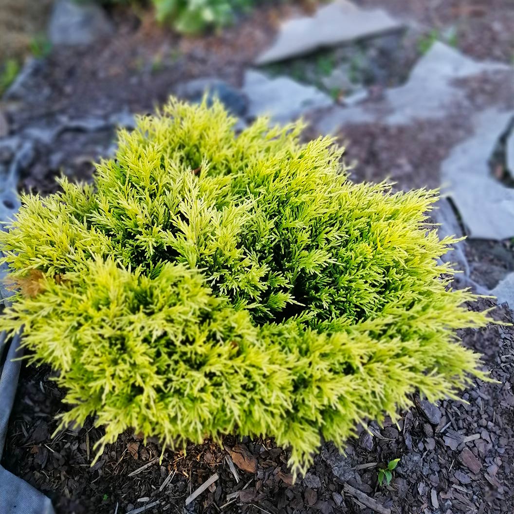 Lime Glow Juniper Shrub 1 Lime Glow Juniper Shrub