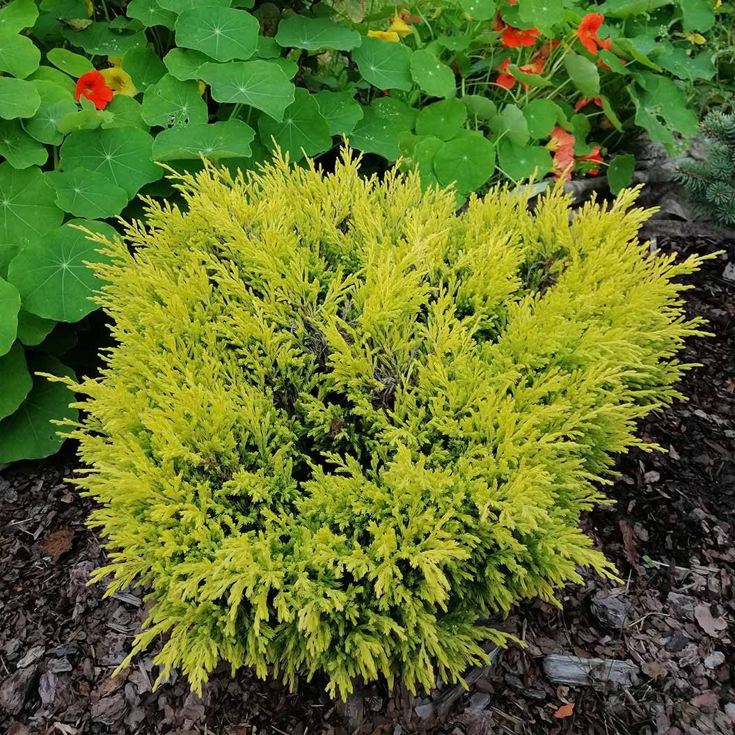 Lime Glow Juniper Shrub 3 Lime Glow Juniper Shrub