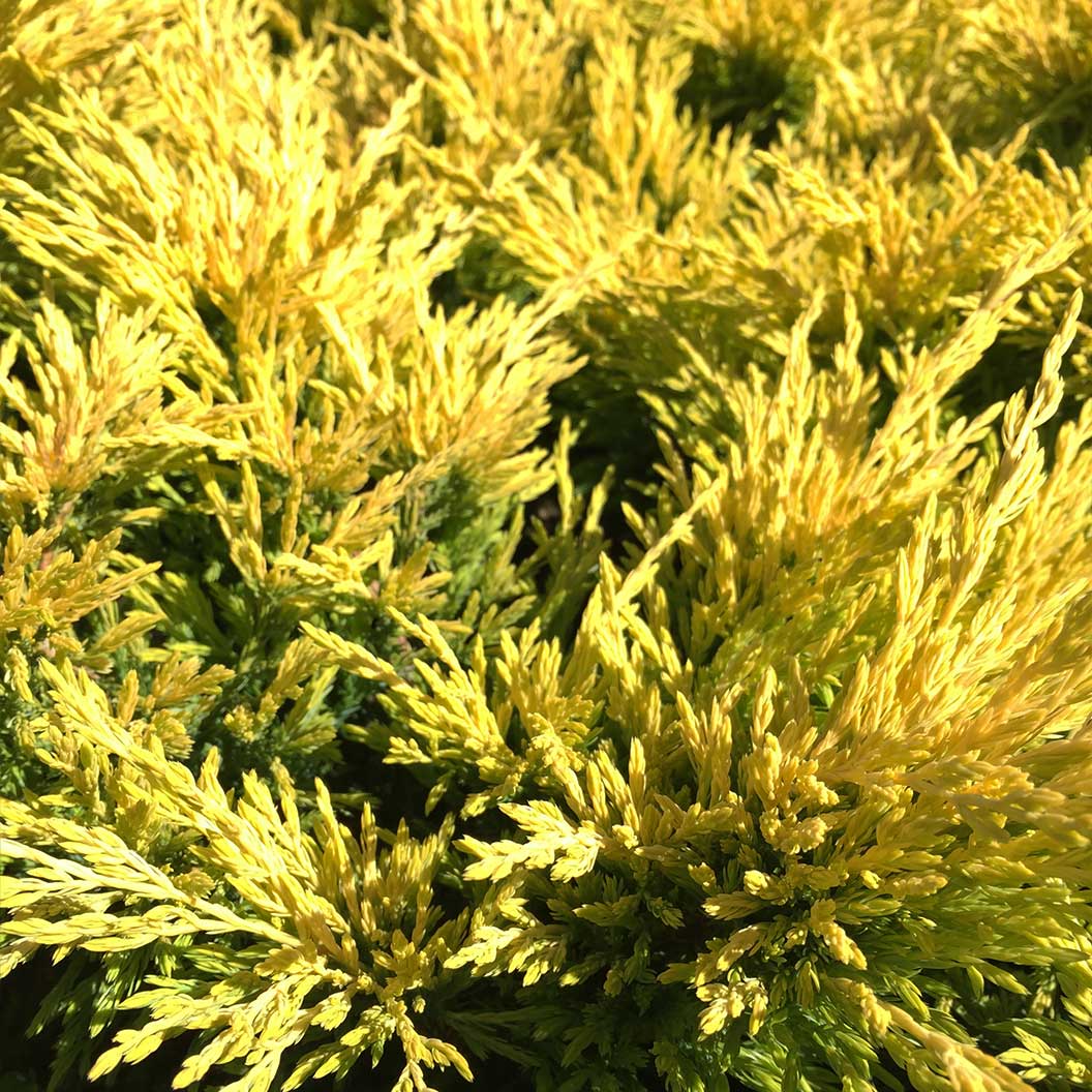 Lime Glow Juniper Shrub 5 Lime Glow Juniper Shrub