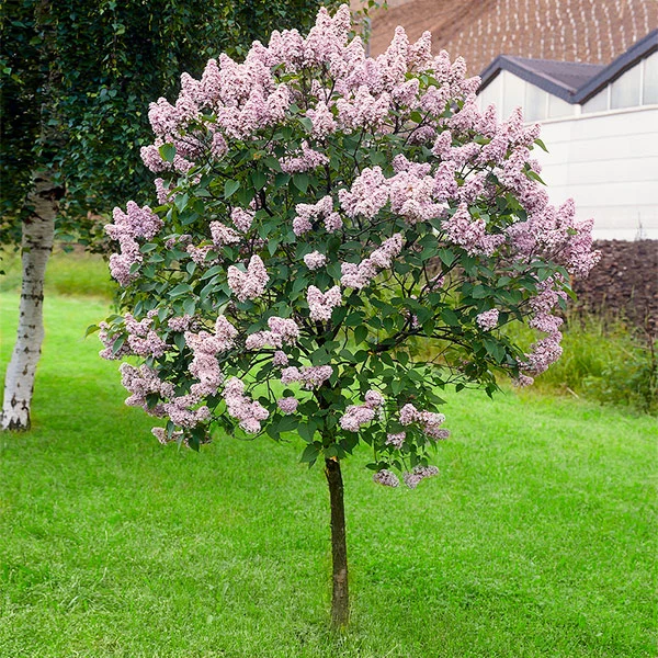 Miss Kim Lilac Tree 1 Miss Kim Lilac Tree