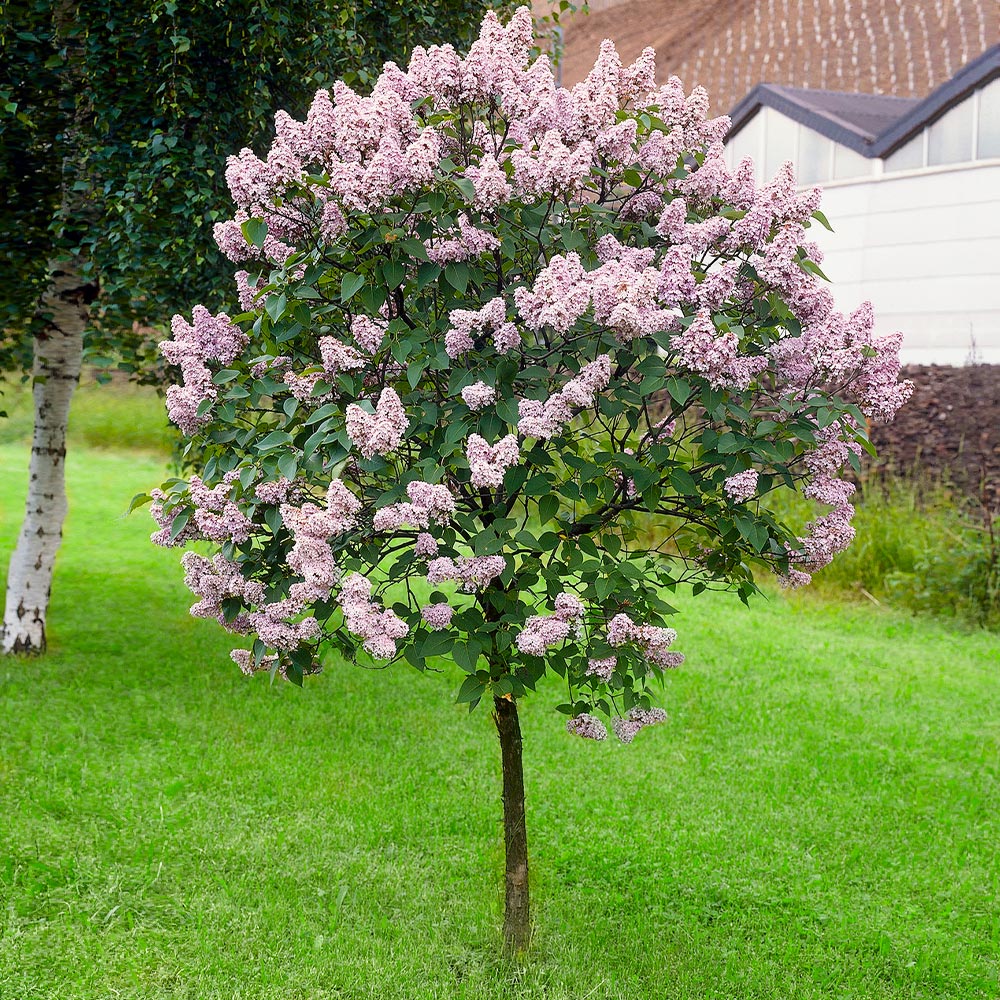 Miss Kim Lilac Tree 2 Miss Kim Lilac Tree