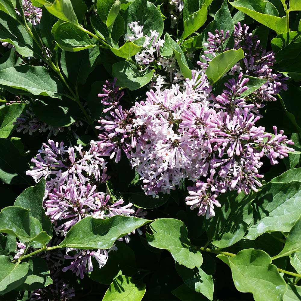 Miss Kim Lilac Tree 3 Miss Kim Lilac Tree