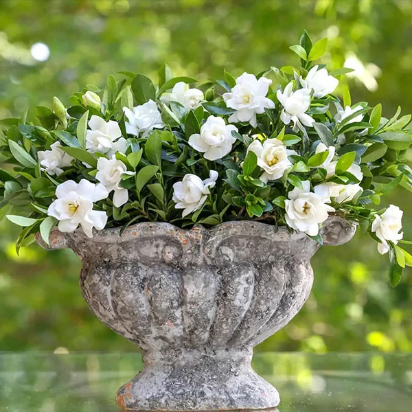 Southern Living® Jubilation Gardenia Shrub 1 Southern Living® Jubilation Gardenia Shrub