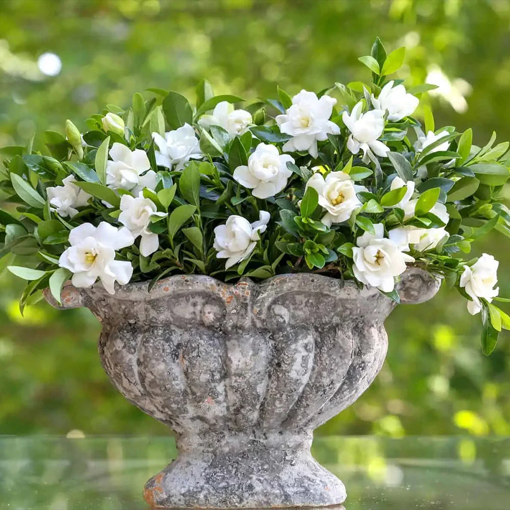 Southern Living® Jubilation Gardenia Shrub 2 Southern Living® Jubilation Gardenia Shrub