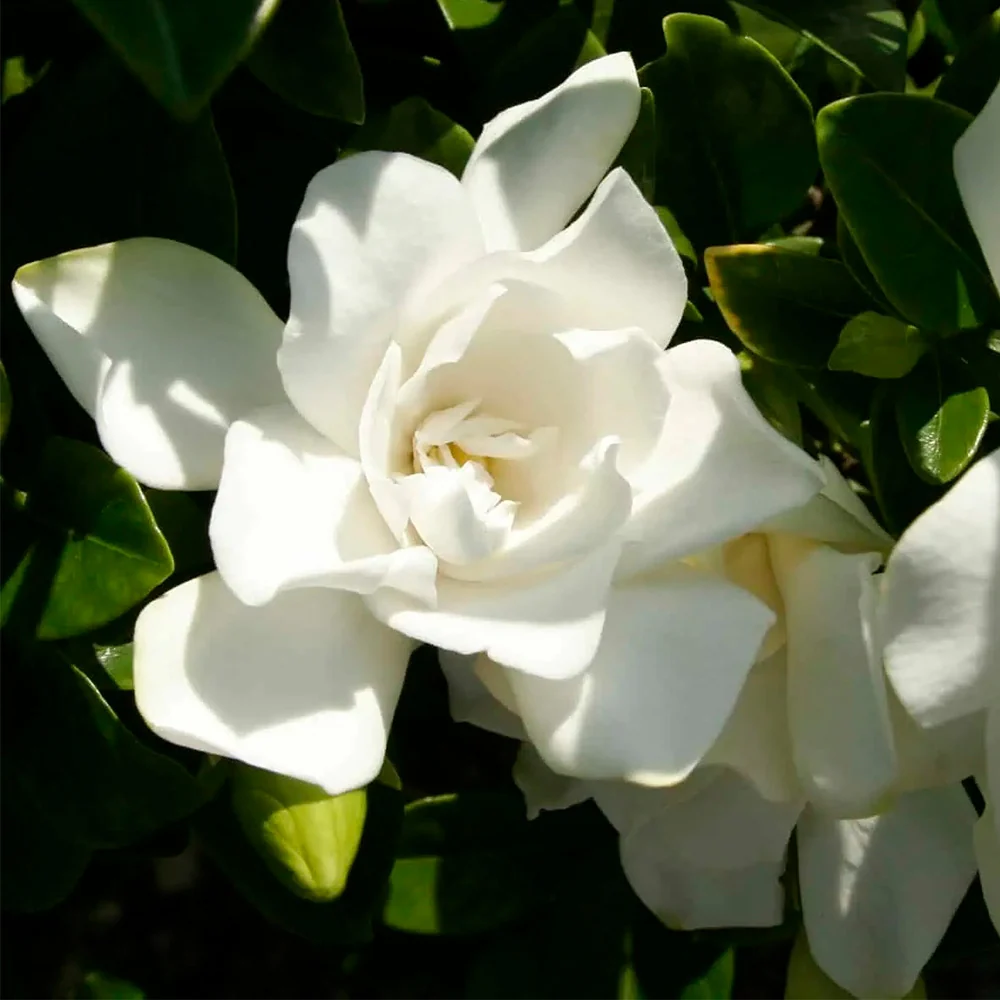 Southern Living® Jubilation Gardenia Shrub 3 Southern Living® Jubilation Gardenia Shrub