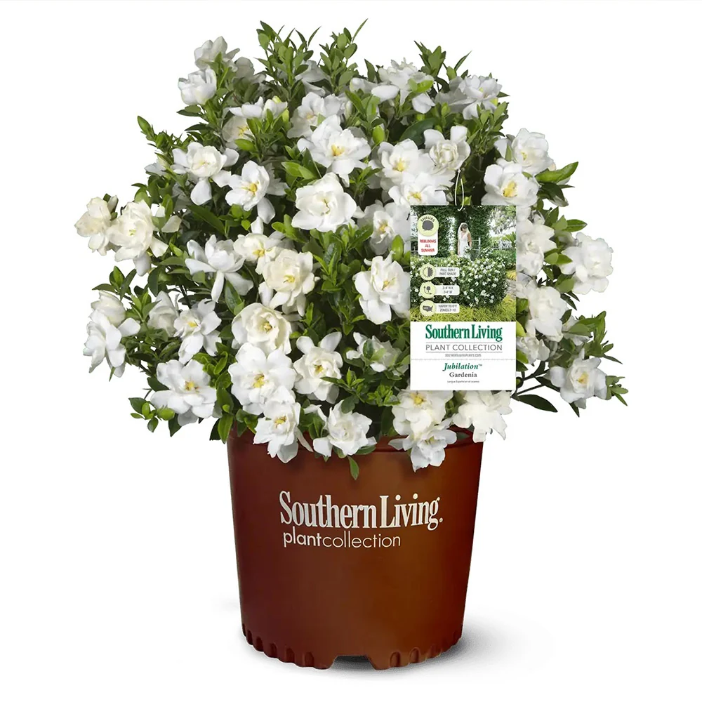 Southern Living® Jubilation Gardenia Shrub 4 Southern Living® Jubilation Gardenia Shrub