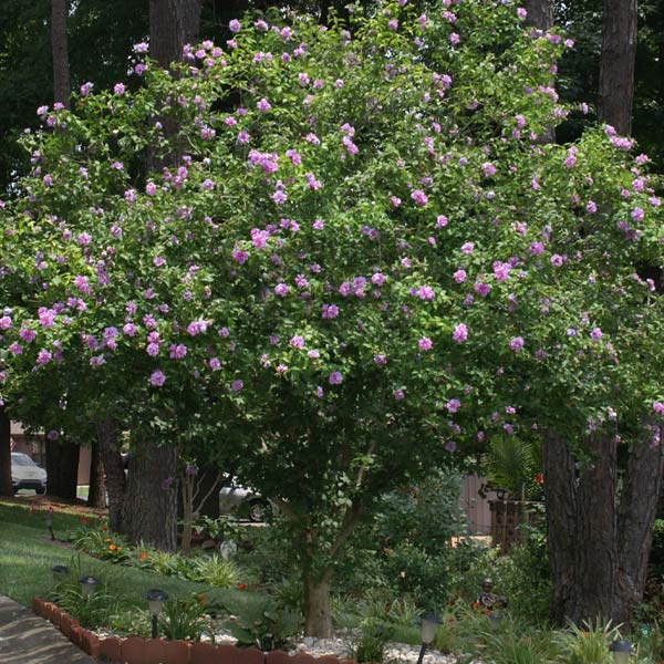 Lavender Rose of Sharon Althea Tree